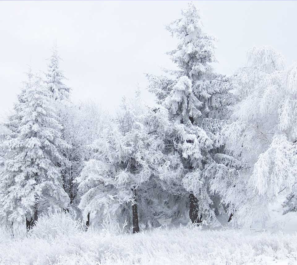 nature_snowy_trees2