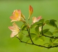 Azaleas in Washington State, USA