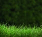grass_mdppiidb