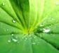 nature_leaf4